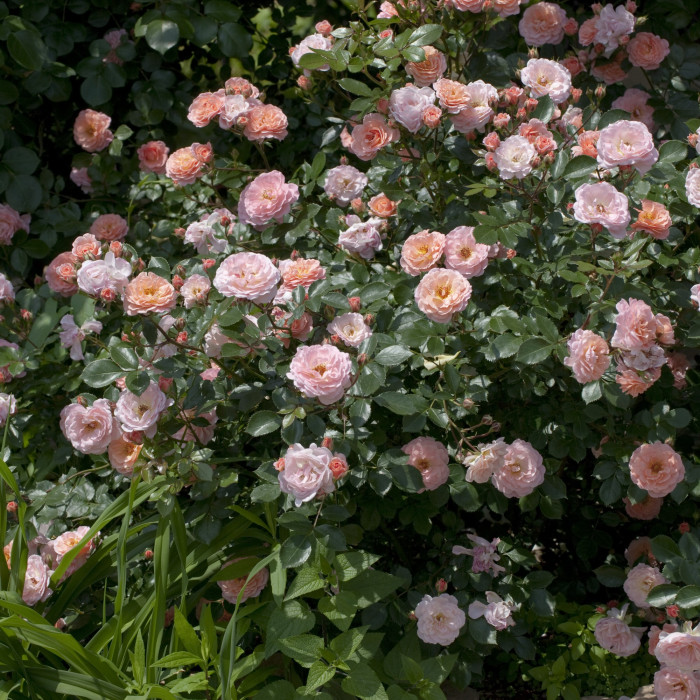 Apricot DRIFT® Meimirrote